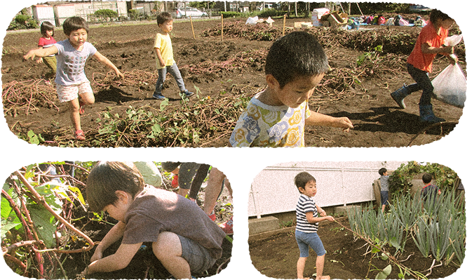 自分たちの畑で自分たちの野菜を栽培、収穫